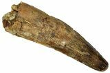 Fossil Spinosaurus Tooth - Real Dinosaur Tooth #327617-1